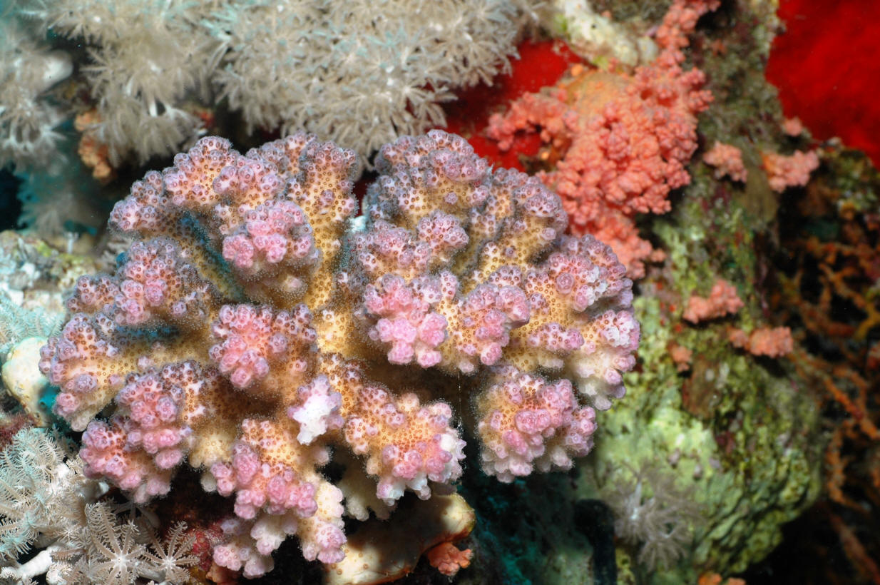 Pocillopora verrucosa